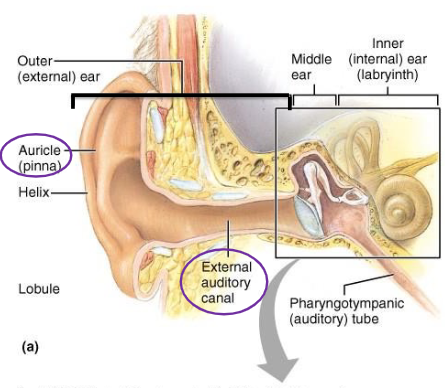 <p>Air-filled passage in the outer ear that contains hairs and ceruminous glands. </p>