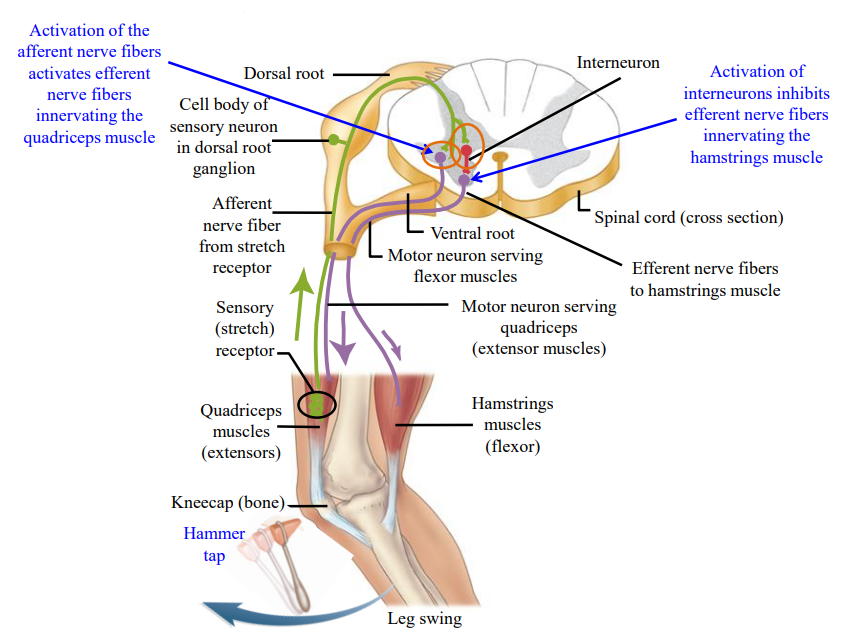 <ul><li><p>Tendon tap of the patellar tendon results in stretching of the quadriceps muscle. </p></li><li><p>Stretching of the muscle activates stretch receptors attached to afferent neurons.</p></li><li><p>The afferent neurons will travel together with the efferent neurons in the mixed peripheral nerve until it is outside the spinal cord.</p></li><li><p>Step 1.</p></li></ul><p></p>
