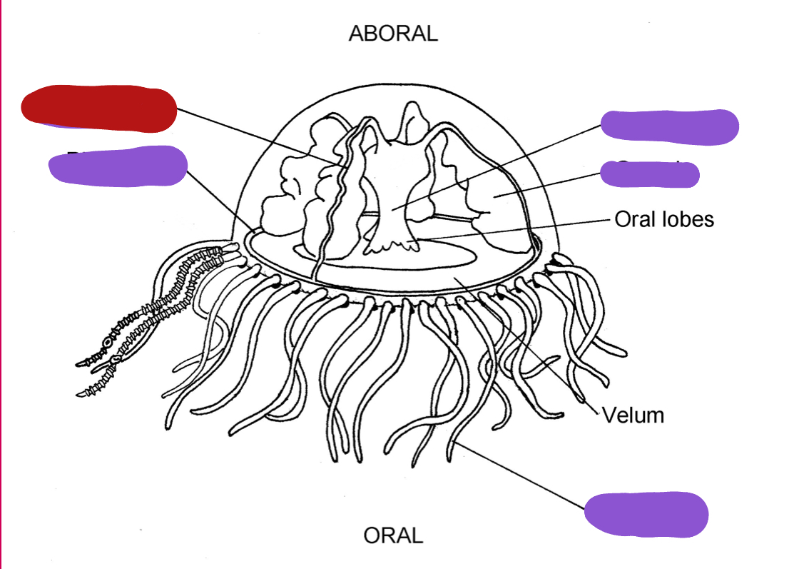 <p>Identify the red structure</p>