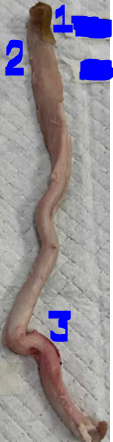 <p>Give the name of the organ and the specie it came from</p>