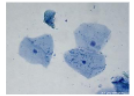 <p>What is the name of this cell?</p>