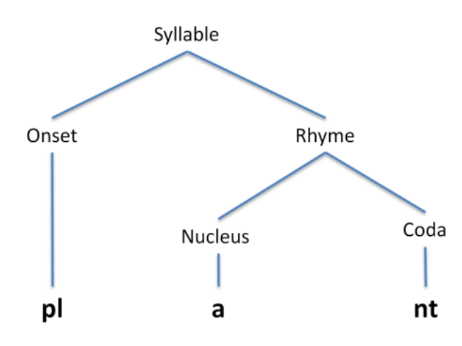 <p>Onset One or more consonants Rhyme Nucleus Almost always a sonorant, and usually a vowel The only required part of a syllable Coda One or more consonants</p>