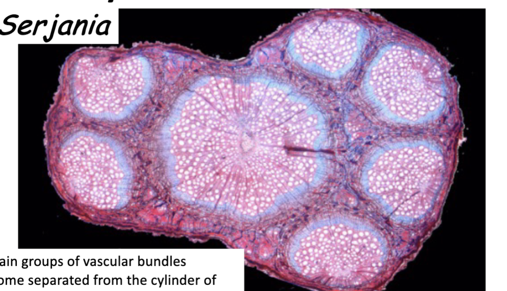 <p>Liana VASCULAR BUNDLES are an example of</p>