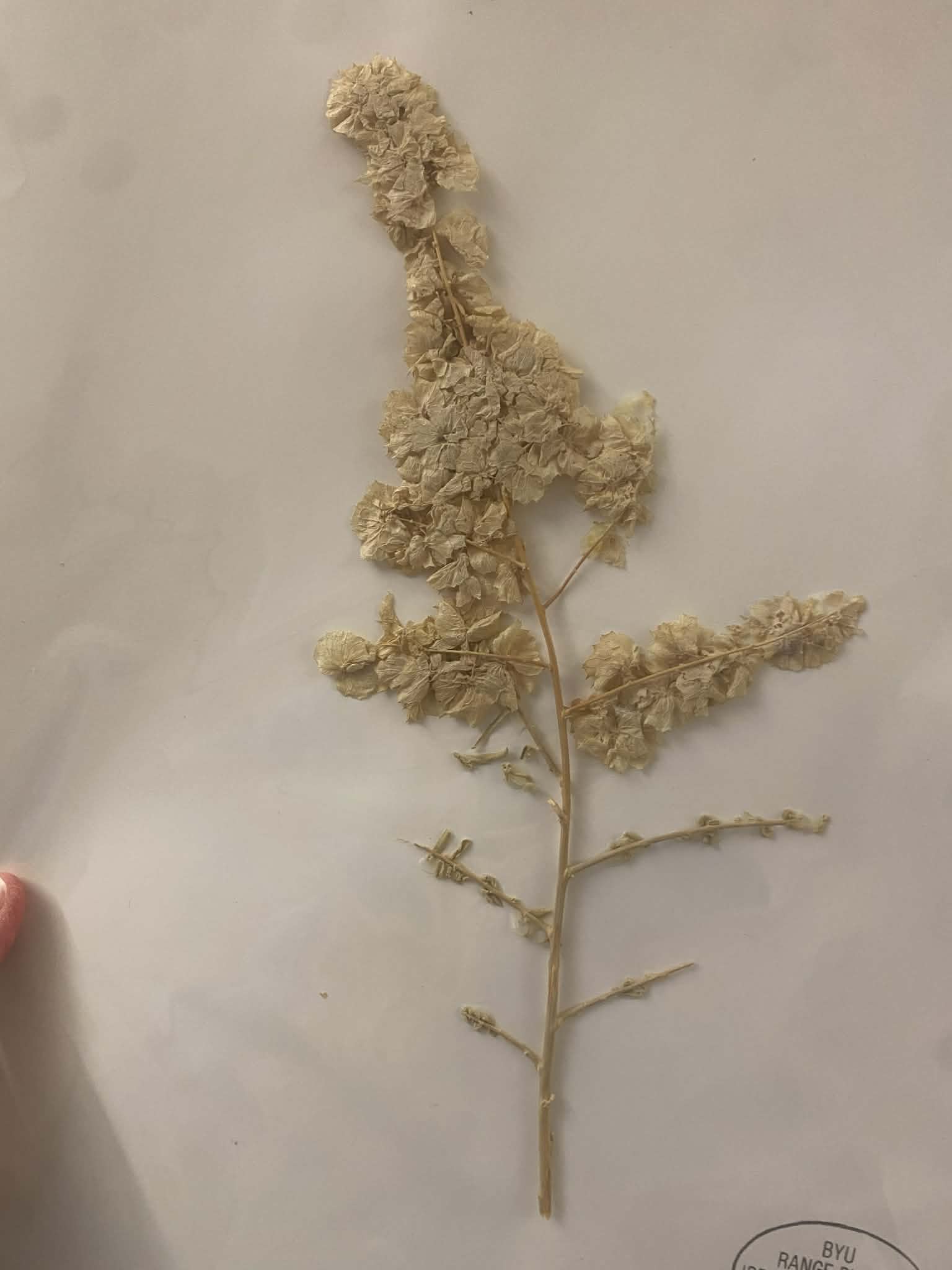 <p>Chenopodiaceae, P, N, Atriplex canescens,  Fourwing Saltbush</p>