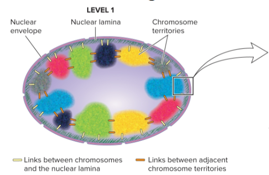 <ul><li><p>at scale of an entire nucleus</p></li><li><p>chromosomes occupy distinct territories</p></li><li><p>interchromosomal and chromosomal interactions with other nuclear structures (ex: nuclear lamina) play a role in chromosomal arrangements</p></li></ul><p></p>