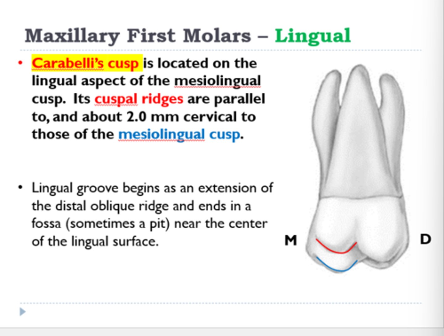 <p>lingual aspect of the mesiolingual cusp</p>