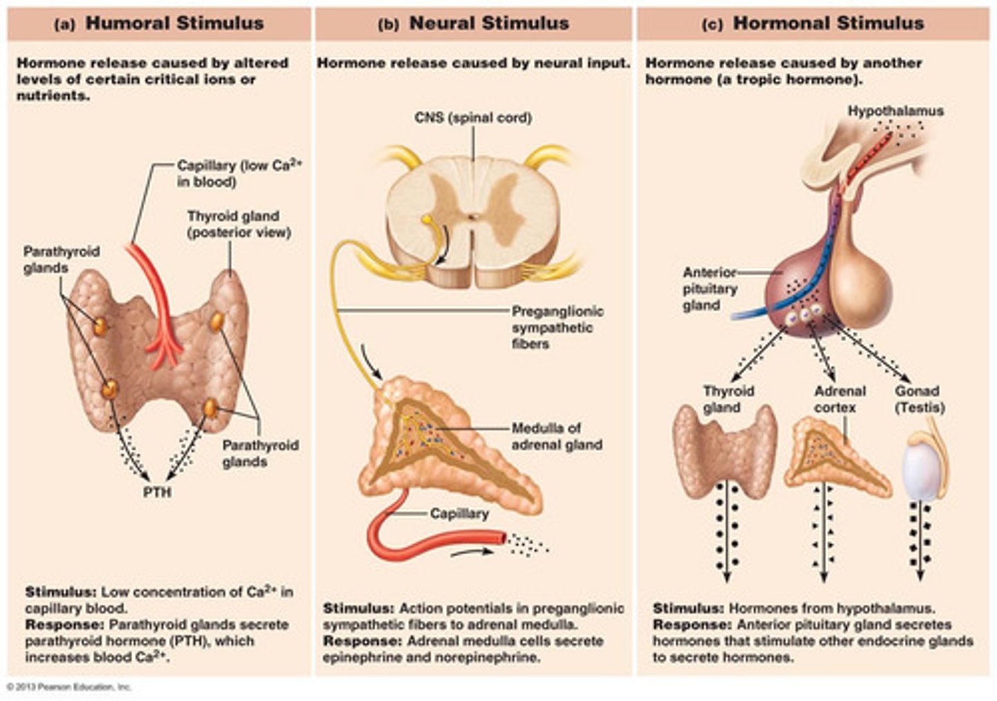 <p>1. Humoral Stimulus-Cells of the parathyroid glands monitor the body's blood CA2+, glucose, and low Na+ or high K+ levels and release parathyroid hormones as need.</p><p>2. Neural Stimulus-the response to stress. The sympathetic nervous system stimulates the adrenal medulla to release norepinephrine and epinephrine.</p><p>3. Hormonal Stimulus-releasing and inhibiting hormones produced by the hypothalamus regulate the secretion of most anterior pituitary hormones, in turn, stimulate other endocrine organs to release their hormones.</p>