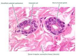 <p>stratified cuboidal characteristics</p>