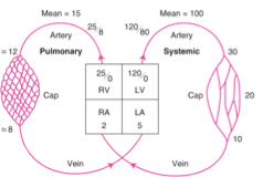 <ul><li><p class=""><strong>Ventricule droit (RV)</strong> :</p><ul><li><p class="">Pression diastolique = <strong>0 mmHg</strong></p></li><li><p class="">Pression systolique = <strong>25 mmHg</strong></p></li></ul></li><li><p class=""><strong>Oreillette droite (RA)</strong> : <strong>2 mmHg</strong></p></li><li><p class=""><strong>Oreillette gauche (LA)</strong> : <strong>5 mmHg</strong></p></li></ul><p class=""></p><p class="">Au niveau systémique, les vaisseaux résistes sont des artérioles </p><p></p>