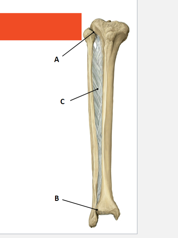 <p>C is membrana interossea crusis:</p><ul><li><p>sheet of tough connective tissue</p></li><li><p>serves as an origin for several muscles in the leg</p></li><li><p>stabilises the ankle mortise together with the tibiofibilar syndesmosis</p></li></ul>