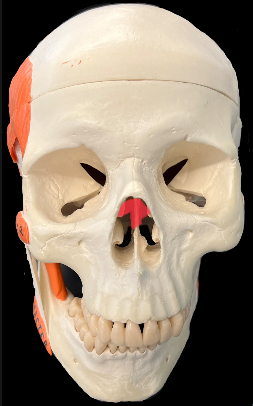 What is highlighted in red?