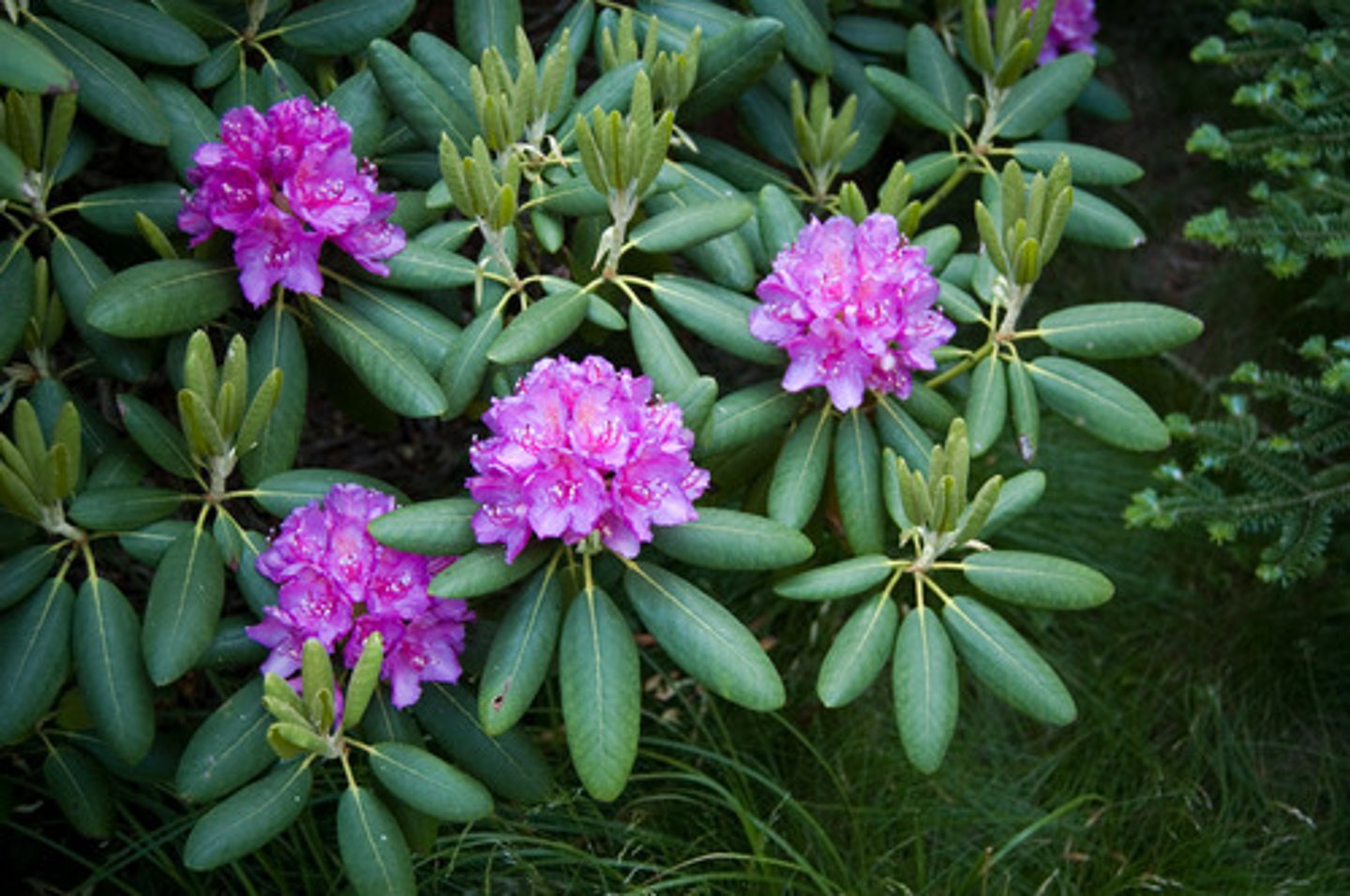<p>Rhododendron</p>