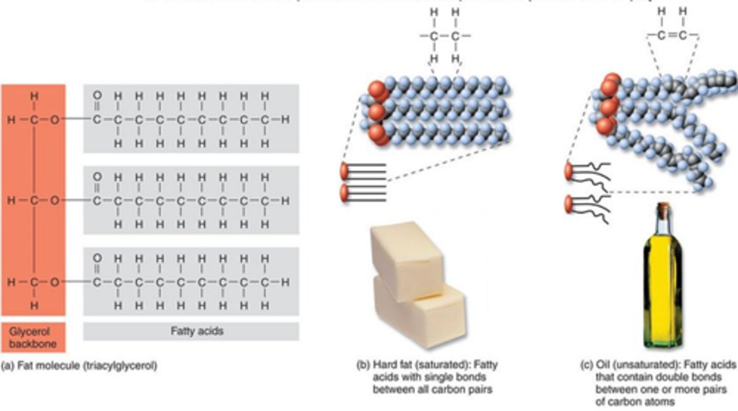 <p>triacylglycerol</p>