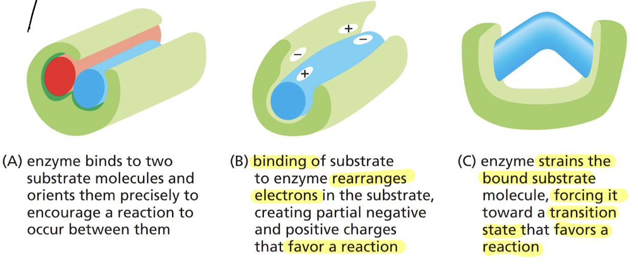 A. binding two substrate molecules together to encourage them to RX with each other 

B. rearranging electrons in substrate to create partial negative/positive charges that favor a RX

C. enzyme bends the substrate into a particular shape that forces it into the transition state faster, favoring a RX