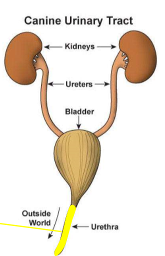 <p>Originate from distal urethra, vagina, or prepuce; yellow in picture</p>