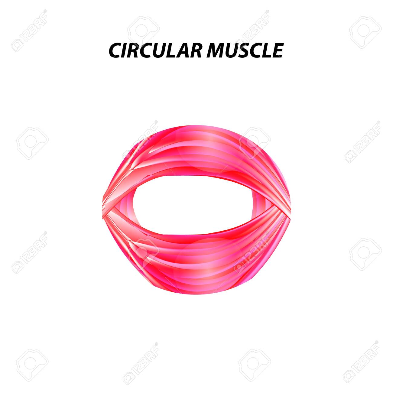 <p>These muscles appear circular in shape and are normally sphincter muscles that surround an opening such as the mouth Ex. <span>Orbicularis</span> Oculi</p>