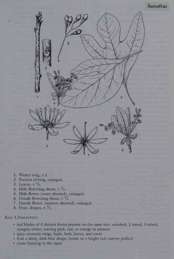 <p></p><h3 collapsed="false">Sassafras</h3><ul><li><p><strong>Family</strong>: Lauraceae</p></li><li><p><strong>Common Name</strong>: Sassafras</p></li><li><p><strong>Leaf</strong>: Distinctive, with varying shapes (entire, lobed) and aromatic properties.</p></li></ul><p></p>