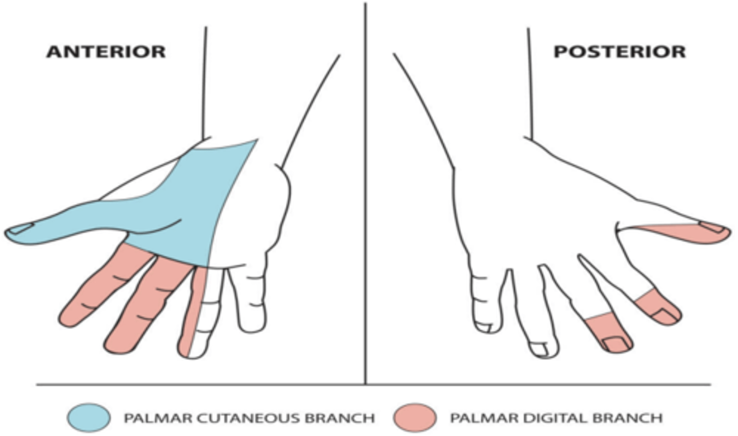 <p>Palmar Cutaneous Branch (skin of lateral two-thirds of palm), Palmar Digital branches (supplies dorsal tips of 1st, 2nd, & 3rd finger, palmar skin of lateral three and half fingers</p>