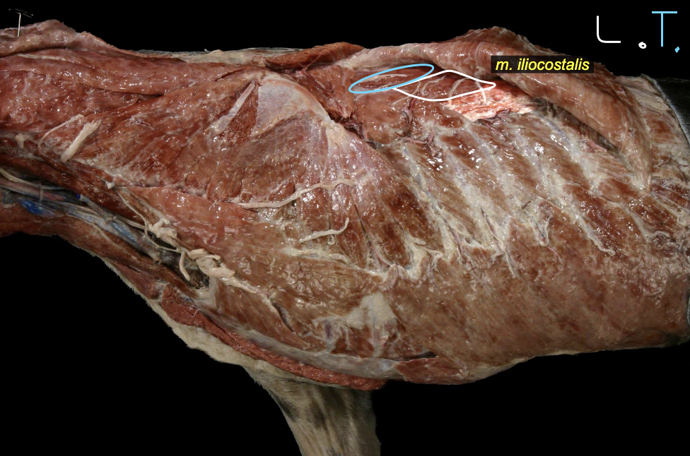 <p>most ventral group</p><p>wing of illum → ribs</p>