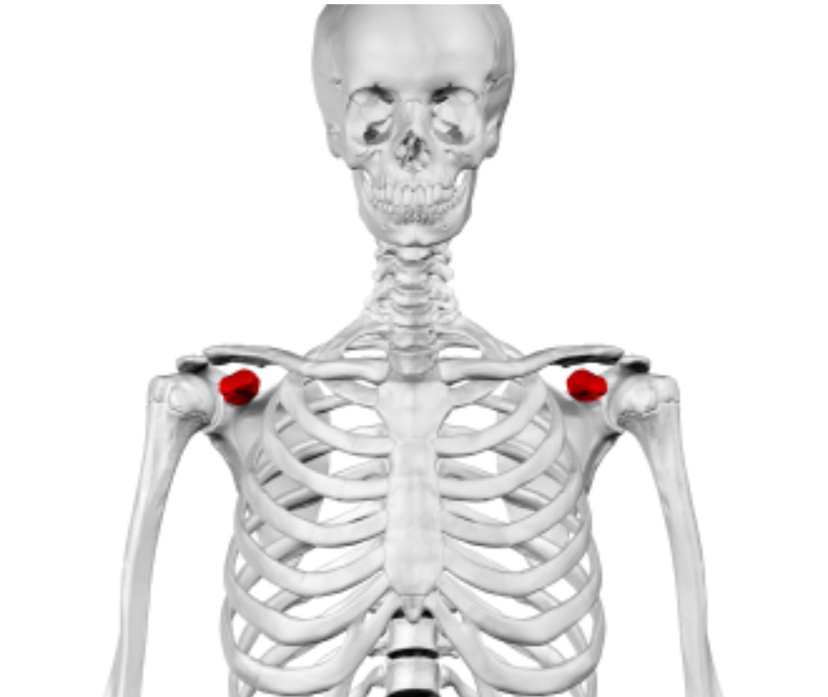 <p>coracoid process</p>