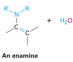 <p>Nucleophilic addition of amine: enamine formation </p>