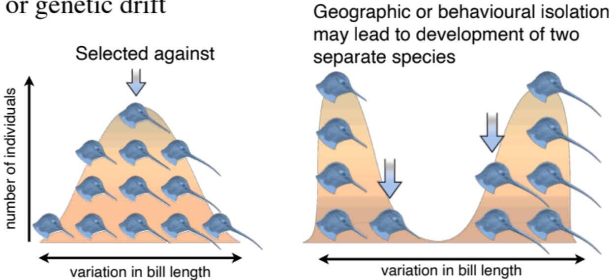 <ul><li><p>two or more species evolve from a <strong><span style="color: blue">common ancestral</span></strong> species due to <mark data-color="purple">disruptive selection</mark> or <mark data-color="yellow">genetic drift</mark></p></li></ul>