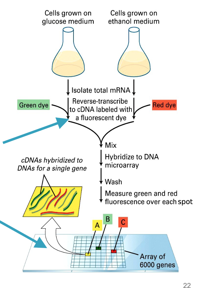 <ol><li><p>Isolate <strong>mRNA</strong> → reverse transcribe to <strong>cDNA</strong> with different fluorescent dyes (green vs. red).</p></li><li><p><strong>Mix</strong> cDNAs → hybridize to microarray (each spot = 1 gene).</p></li><li><p><strong>Scan colors</strong>:</p><ul><li><p>Green → higher in condition 1</p></li><li><p>Red → higher in condition 2</p></li><li><p>Yellow → equal in both</p></li></ul></li><li><p><strong>Principle</strong>: Complementary base pairing to measure <strong>relative gene expression</strong>.</p></li></ol><p></p>
