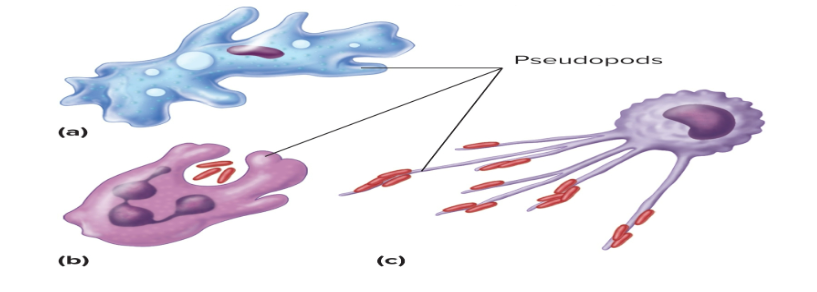 <p>cytoplasm filled extensions of a cell that <strong>change shape continually</strong></p><p>function: form<strong> fake arms</strong> that play a role in <strong>movement</strong> and help <strong>cells to eat</strong></p>