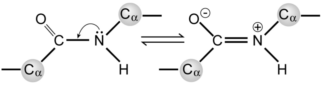 <ul><li><p>are planar</p></li><li><p>polar but uncharged</p></li><li><p>have partial double-bond character due to resonance, preventing rotation of peptide bond</p></li></ul>