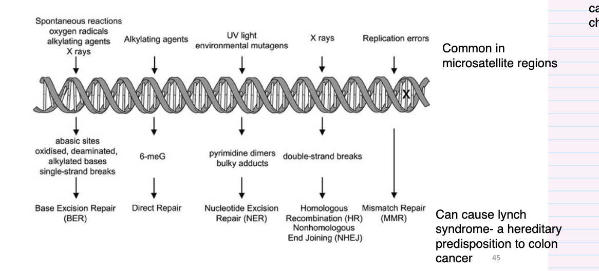 <p><span style="background-color: inherit; line-height: 22px; color: windowtext;"><span>DSB- most cytotoxic DNA damage- can initiate with translocation and change DNA</span></span><span style="line-height: 22px; color: windowtext;"><span>&nbsp;</span></span></p>