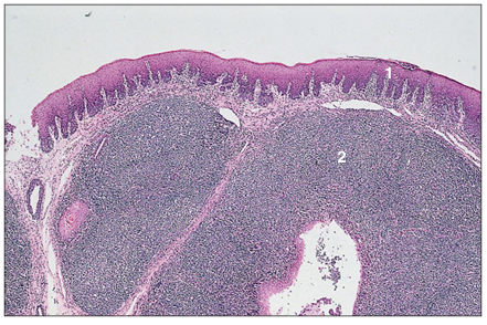 <p>name of histologic slide:</p><p>Specie:</p><p>Parts</p><p>1.__ 2.__</p><p>Stain used:</p>