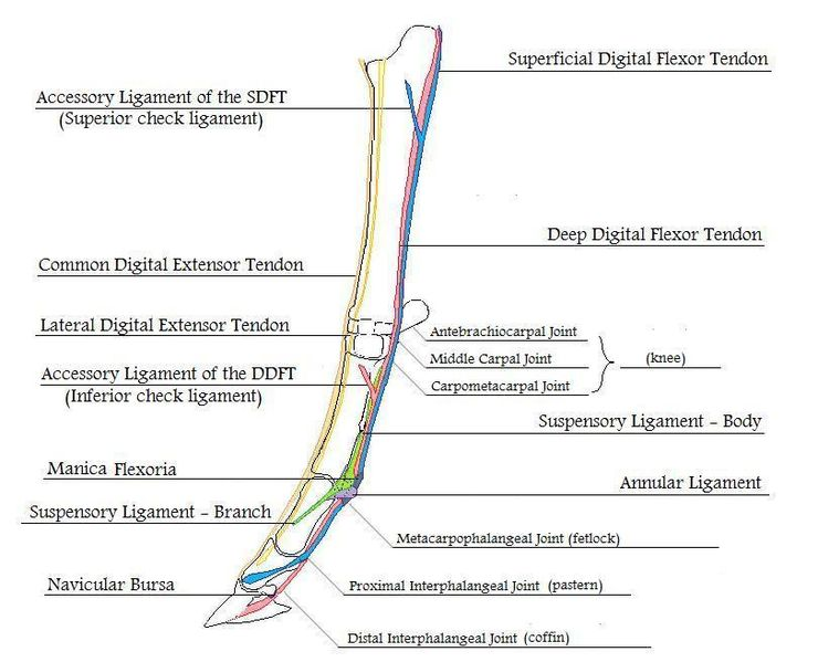 <ul><li><p>Front Origin: Proximal to carpus</p></li><li><p>Hind Origin: Proximal to hock/tarsus</p></li><li><p>Insertion: Long pastern</p></li></ul><p></p>