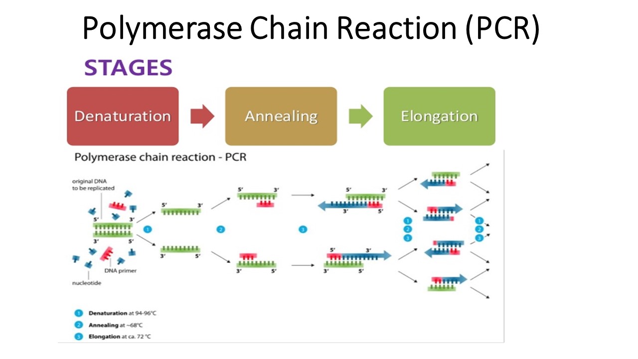 <ol><li><p>Denaturation: Raise the temperature</p></li><li><p>Annealing: As the temperature cools down, the primers can attach to separate strands</p></li><li><p>Elongation: The temperature is raised → heat-resistant polymerase synthesizes complementary strands</p></li></ol><p></p>