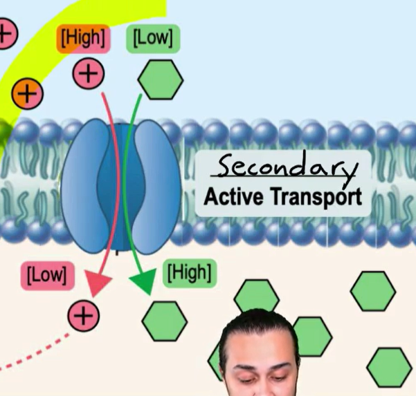 <p><strong>cotransport ions go down</strong> their electrochemical gradient and <strong>other molecules</strong> (glucose or amino acids) <strong>goes up</strong> their electrochemical gradient</p>