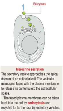 <p>What is merocrine secretion and how does it work?</p>