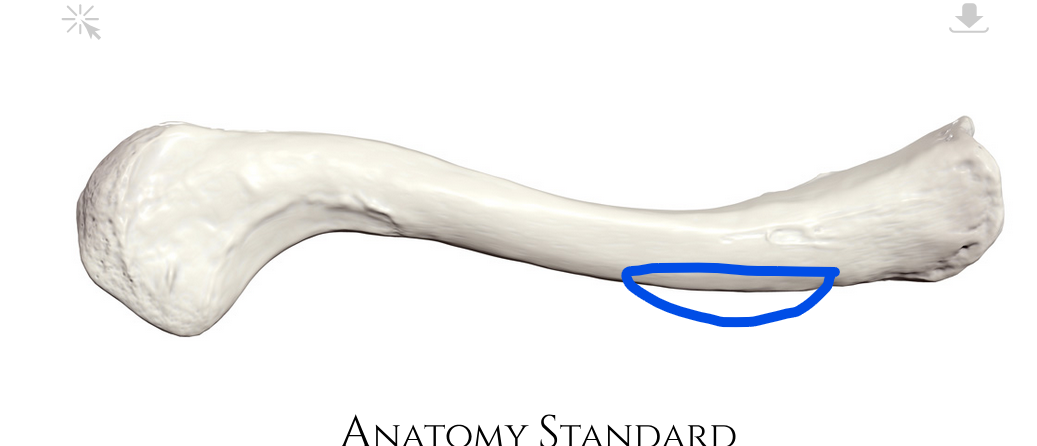 <p>Where the pectoralis major muscle connects </p>