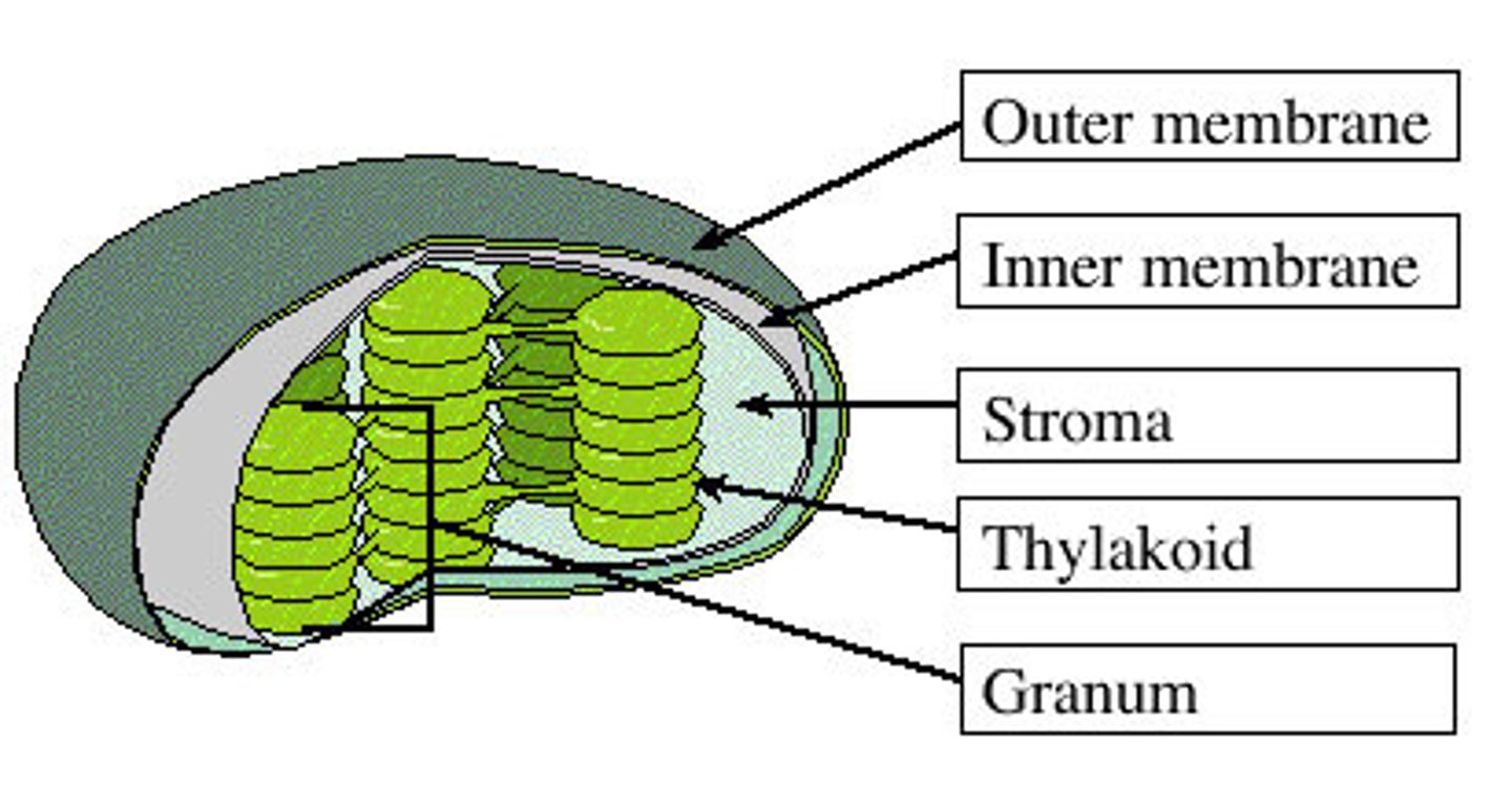 <p>a stack of thylakoids within a chloroplast (light dependent reactions occur in grana, a stack of thylakoids)</p>