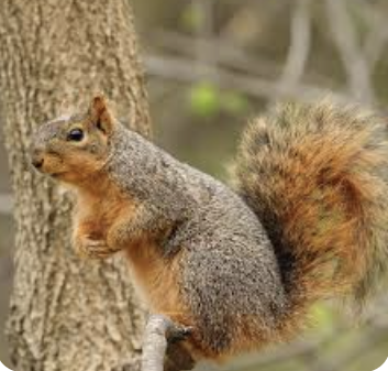 <p>Order: <strong>Rodentia</strong></p><p>Suborder: <strong>Sciuromorpha</strong></p><p>Family: <strong>Sciuridae</strong></p>