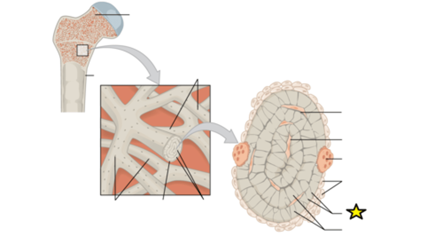 <p>Hairlike canals that connect lacunae to each other and the central canal</p>