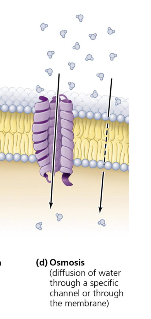<p>Diffusion of water through special integral proteins called aquaporins</p>