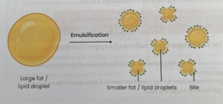 <ul><li><p><strong>Bile salts</strong> (produced by liver) <strong>emulsify </strong>lipids causing them to form <strong>smaller lipid droplets</strong></p></li><li><p>This <strong>increases SA </strong>of lipids for increased/ faster lipase activity</p></li><li><p><strong>Lipase</strong> (made in pancreas) <strong>hydrolyses </strong>lipids (e.g. triglycerides) = <strong>monoglycerides + fatty acids</strong></p></li><li><p>Hydrolysis of <strong>ester bond </strong></p></li></ul><p></p>