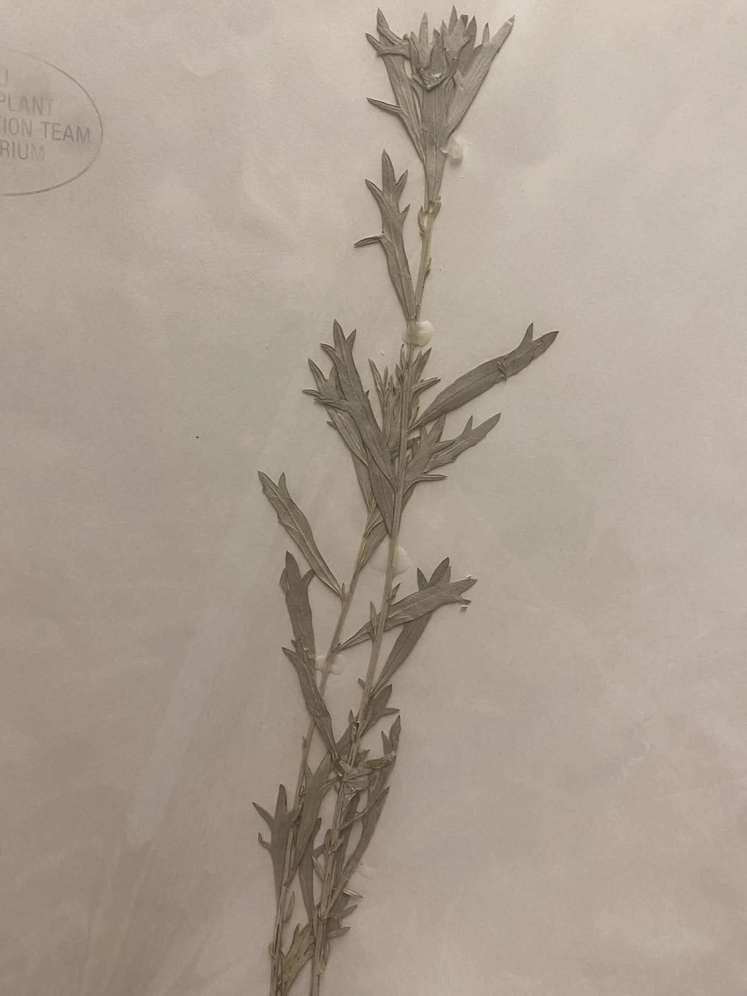 <p>Anthemideae, P, N, Artemisia ludoviciana, cudweed sagewort</p>