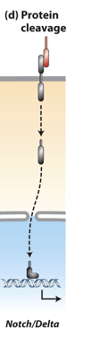 <p>protein cleavage pathways: _______________ ____________ of a receptor releases an active transcription factor</p>