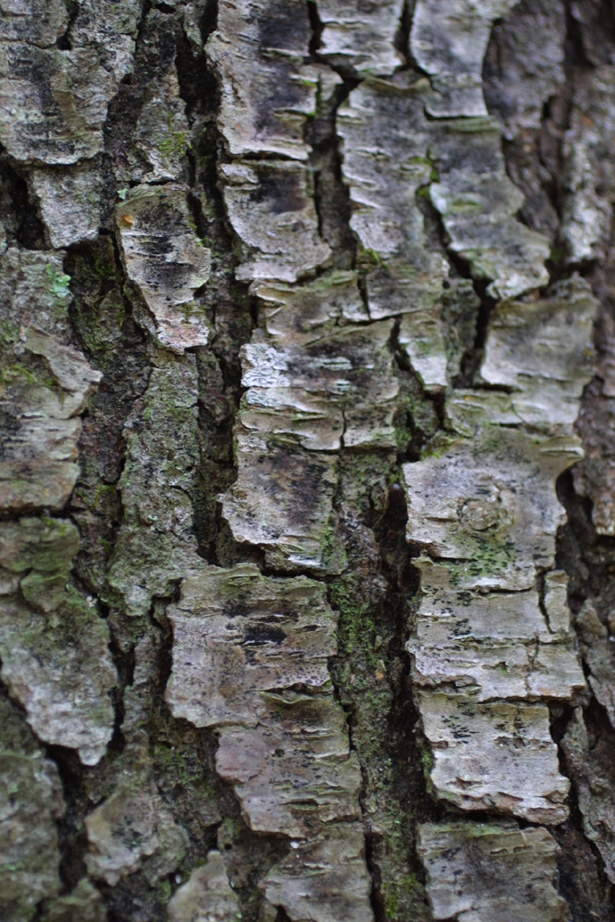 <p>dark gray cornflake bark, leaf out early, simple leaf two dark glands on petiole, smells like almonds, cherry drupe</p>