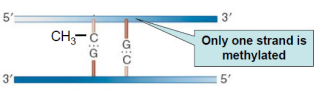<p>One strand is methylated</p>