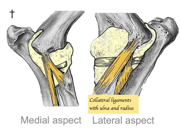 <p>Collateral ligaments x4 (Humerus - Radius and ulna) </p>
