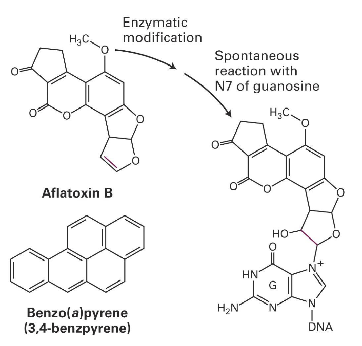 <ul><li><p>Ingestion of Aflatoxin B</p><ul><li><p>reacts with DNA and forms a covalent bond</p></li><li><p>enzymatic modification</p></li><li><p>spontaneous reaction with N7 of guanosine</p></li></ul></li><li><p>benzo(a)pyrene (from the smoke of organic material) will generate modification similarly to Aspergillus to DNA&nbsp;</p></li></ul><p></p>