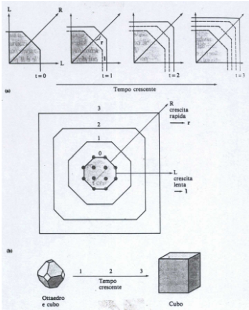 <p>La grandezza di una faccia relativamente ad un’altra presente è inversamente proporzionale alla sua velocità di crescita (proprietà variabile in modo discontinuo con la direzione)<br>Più una faccia cresce velocemente, più velocemente scomparirà, quindi diventerà più piccola</p>