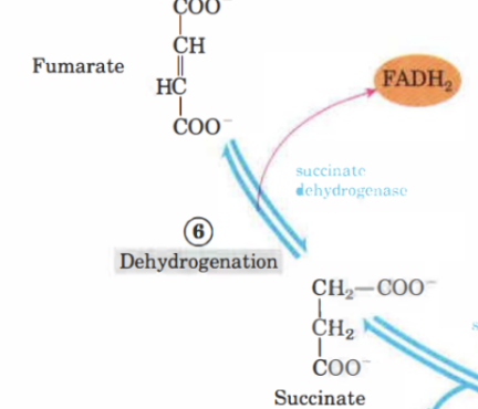 <p>Succinat kommer att oxideras till <strong>fumarat</strong> med <strong>succinat dehydrogenas.</strong> Enzymet är förankrat i det inre membranet och har en  FAD<sup>+</sup> kovalent bundet till sig, det kommer att reduceras till <strong>FADH</strong>. </p>