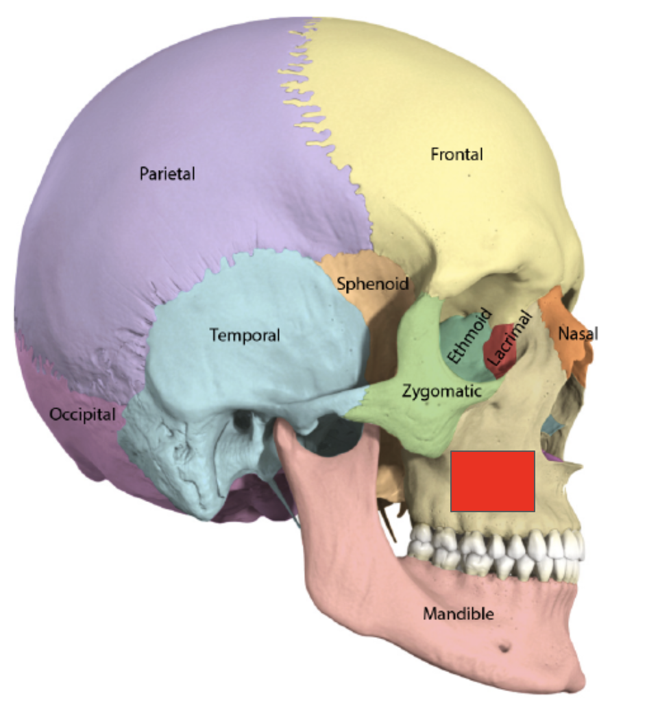 <p>Name the covered bone</p>